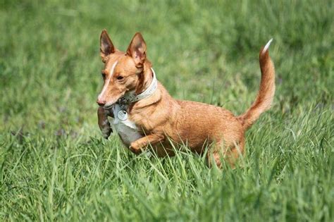 venta podencos|Podenco andaluz Perros en adopción, compra venta de。